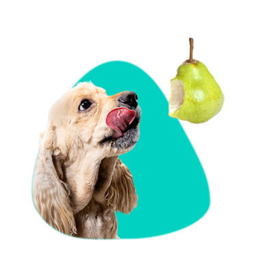 Môže pes jesť hrušky?