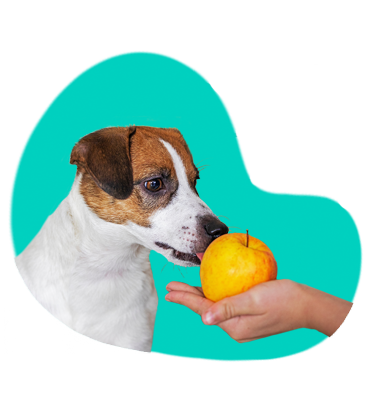 Môže pes jesť jablká?