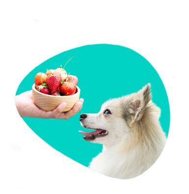 Môže pes jesť jahody?