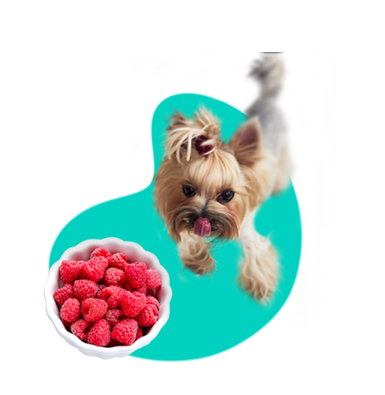 Môže pes jesť maliny?