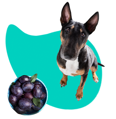 Môže pes jesť slivky?