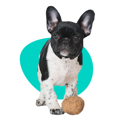 Môže pes jesť zemiaky?