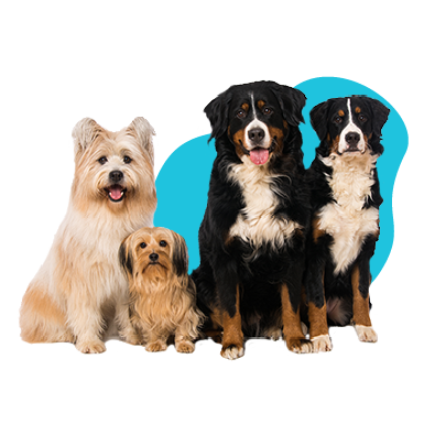 Najobľúbenejšie mená pre psov. Aké meno vybrať?