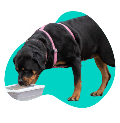 Nosework - čo je to a ako začať trénovať?