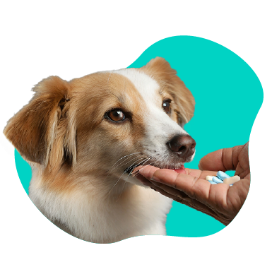 NOSPA pre vášho psa - môže vášmu psovi ublížiť?