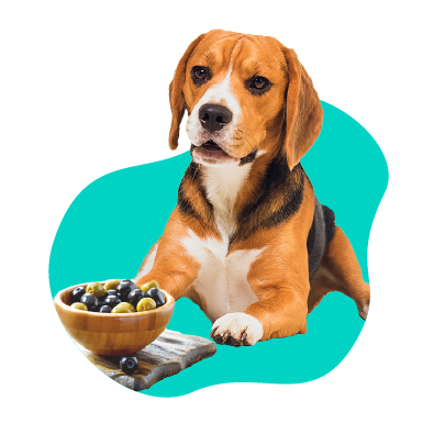 Olivy pre psa: môže váš pes jesť olivy?