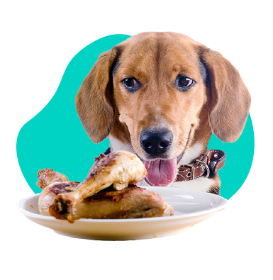 Oplatí sa variť pre vášho psa?