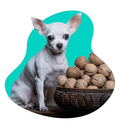 Orechy pre psa: môže váš pes jesť orechy?