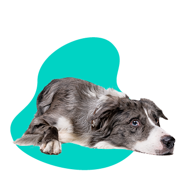 Pečeňová diéta pre psa. Čo môže jesť pes s chorou pečeňou?