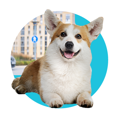 Pes do paneláka - aké plemená sa hodia do bytu?