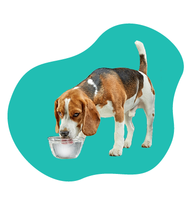 Pes nechce piť vodu: ako prinútiť psa piť vodu?