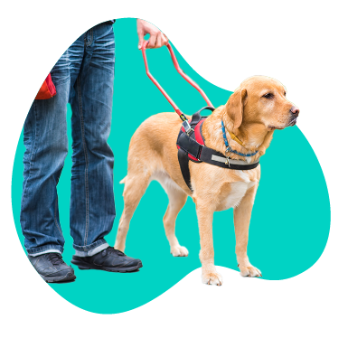 Pes pre nevidiacich - ktoré plemená pomáhajú ľuďom so zrakovým postihnutím?