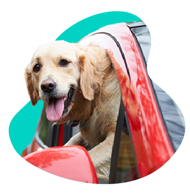 Pes v aute - ako pripraviť psa na dlhú cestu autom