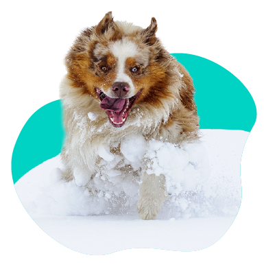 Pes v zime - ako pomôžete svojmu domácemu miláčikovi?