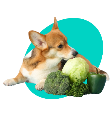 Pes vegetarián: môže pes nejesť mäso?