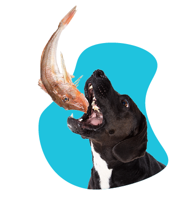 Pes zjedol kosti - čo robiť?