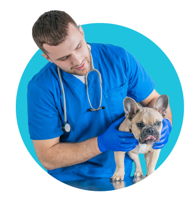 Pravidelné návštevy veterinára - prečo sú dôležité?