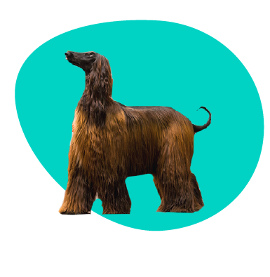 Preukaz pôvodu - ako ho získať, koľko stojí?