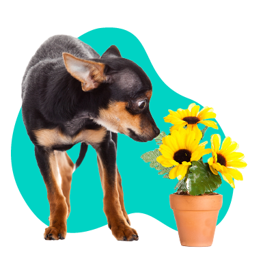 Prevencia alergií u vášho psa