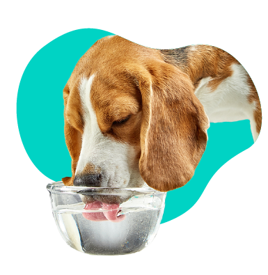 Prevencia dehydratácie u psov: ako zabezpečiť správnu hydratáciu?