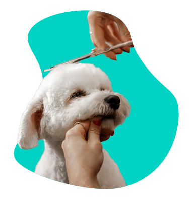 Psí kaderník – čo robí?