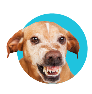 Reč tela psa - čítanie signálov