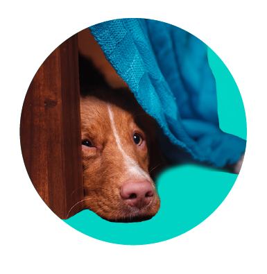 Separačná úzkosť u psa - ako ju liečiť?