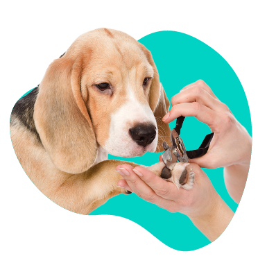 Starostlivosť o labky a pazúriky u psov