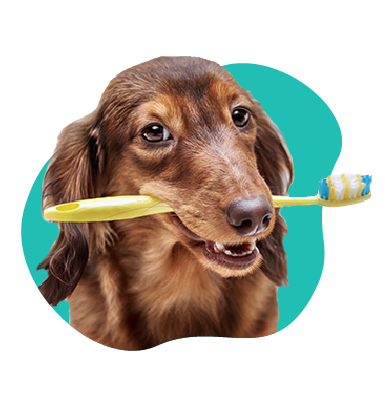 Starostlivosť o zuby psov: čistenie, hygiena, odstraňovanie zubného kameňa