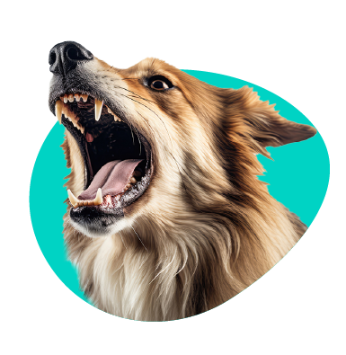 Štekanie psov - prečo psy štekajú a ako sa s ním vysporiadať?