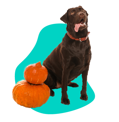 Tekvica pre psa - môže pes jesť tekvicu?