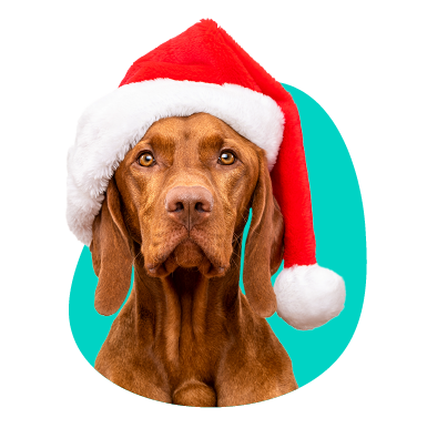 Vianoce so psom - na čo si dať pozor a čomu sa vyhnúť?