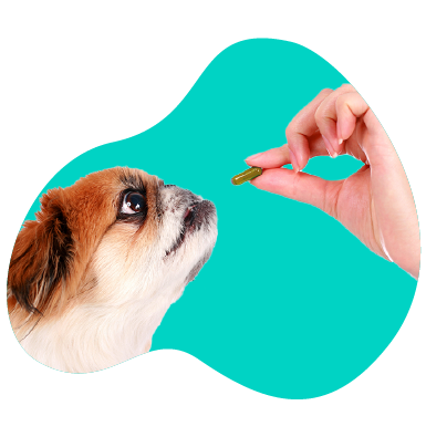 Vitamín C pre psov - kedy a ako ho používať