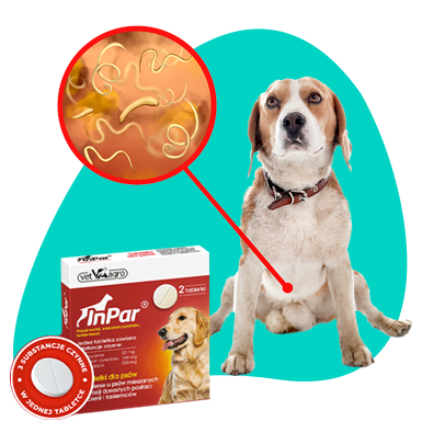 Vnútorné parazity u psa: príčiny, príznaky a odčervenie