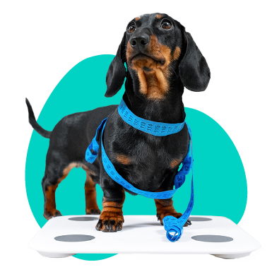 Výživový poradca pre psov