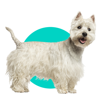 West Highland White Teriér