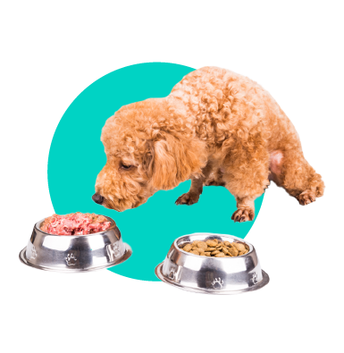 Zmeny v strave psa: ako ich urobiť bezpečne pre zdravie?