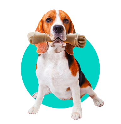 Žuvacie maškrty pre psov: aké vybrať?