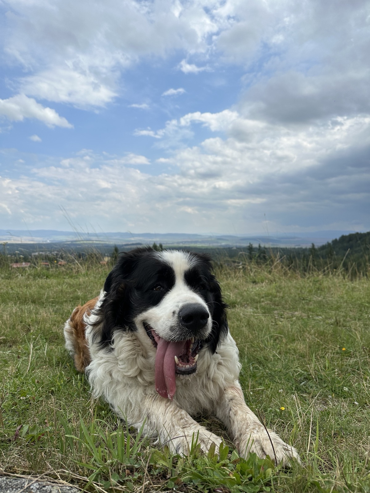 Moskovský strážny pes