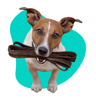 Venčenie psa: ako by malo vyzerať?