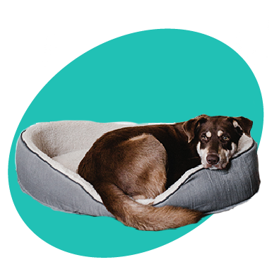 Aký pelech vybrať pre veľkého psa?