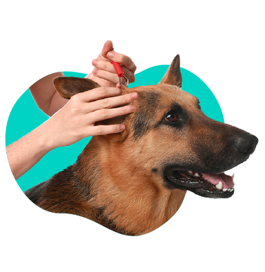 Borelióza u psa: liečba a prognóza. Kedy navštíviť veterinára?