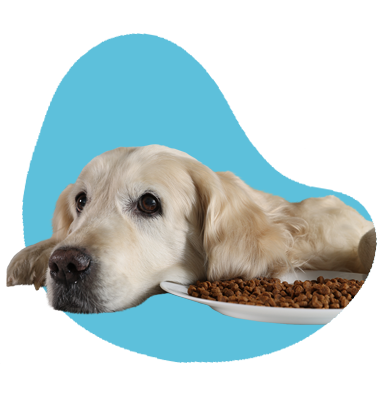 Čo jedia zlatí retrievery: ako kŕmiť zlatého retrievera?