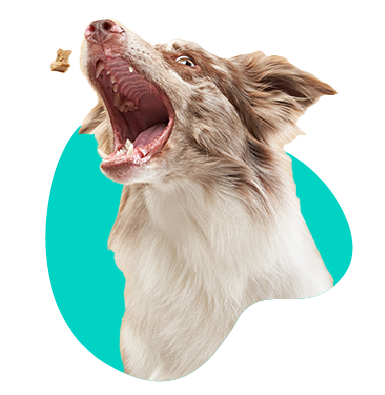 Domáce pochúťky pre psov - zdravé a chutné odmeny