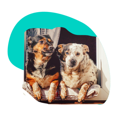 Domáci pes: plemená, ktoré sa cítia dobre medzi štyrmi stenami