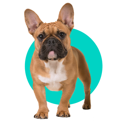 Francúzsky buldog