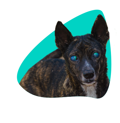 Glaukóm u psa: príčiny, príznaky, liečba