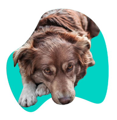 SARDS u psa - príznaky, liečba, prognóza