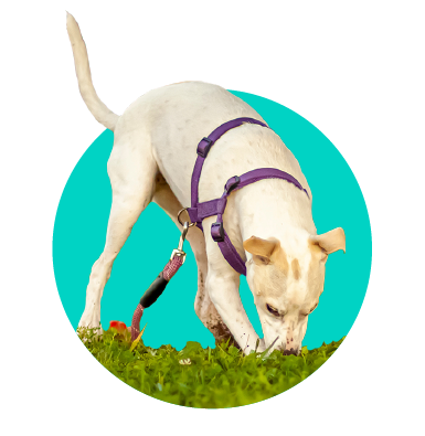 Socializácia psa - 11 kľúčových zásad